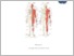 [thumbnail of MODUL PRAKTIKUM ANATOMI SISTEM MUSKULOSKELETAL.pdf]