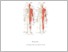 [thumbnail of MODUL PRAKTIKUM ANATOMI SISTEM MUSKULOSKELETAL.pdf]